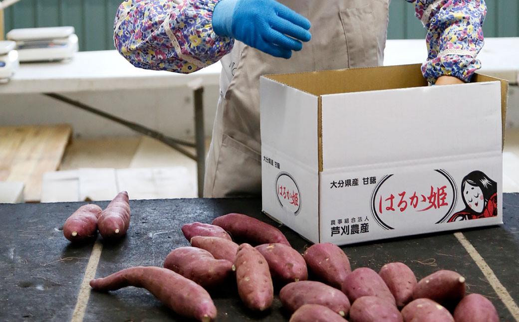 はるか姫 約3.5kg（A品）