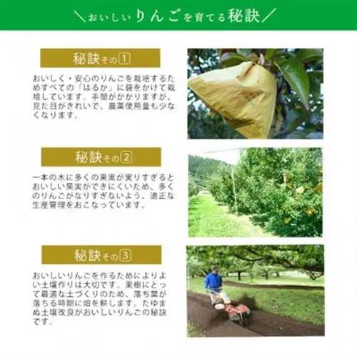 【桃沢晴香園】はるか(りんご)5kg【配送不可地域：離島・沖縄県】【1606258】
