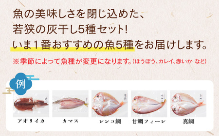 【解凍だけの簡単調理】若狭　灰干し5種セット（甘鯛、真鯛、連子鯛、かます、アオリイカ）干物 海鮮 冷凍食品