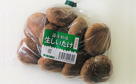 生椎茸 ・ 乾燥椎茸 詰め合わせ セット 野菜 きのこ 椎茸 しいたけ 乾物 干し椎茸 干ししいたけ 野菜セット 