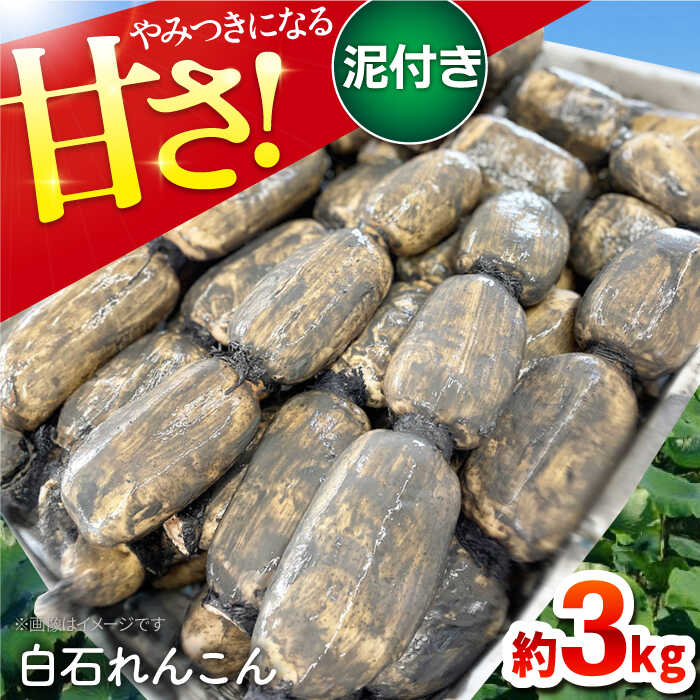 【ふるさと納税】【年内配送】やみつきになる甘さ！ 松尾青果のこだわり白石れんこん 約3kg【松尾青果】 蓮根 レンコン 野菜 根菜 泥付き 佐賀県 白石町 [IBD001]