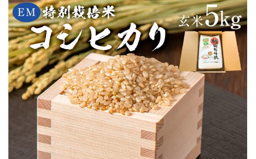 【2025年9月1日以降発送予定】玄米　EM特別栽培米こしひかり5kg【2025年産】 mi0068-0003【お米 玄米 こしひかり コシヒカリ おにぎり】