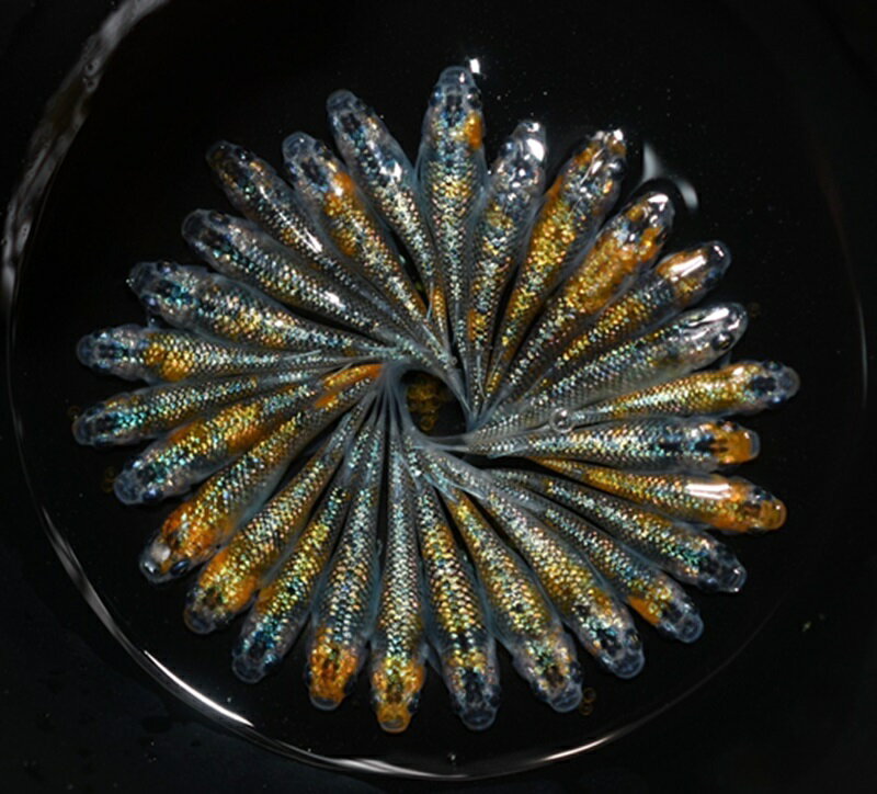 【ふるさと納税】 めだか ユリシス オス メス ランダム 30匹 飼育 水槽 インテリア 観賞魚 熱帯魚 ペット 淡水魚 メダカ アクアリウム 生物 鑑賞 美しい 寄付 返礼品 繁殖 プレゼント 人気 牧之原市 静岡県