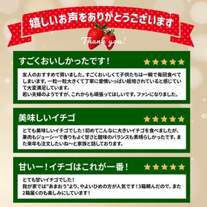 【いちご】やよいひめ 約800g  いちご 群馬県 前橋市