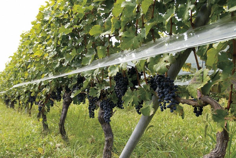 ルミエール　ワイン定期便  ハーフコース