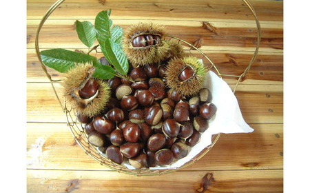 【先行予約】高級生栗 まるっこ栗  約1kg ＜2026年10月中旬?発送＞ 夢甘栗 生栗 くり 栗 果物 【仁淀川流域夢甘栗生産者組合 くり蔵】[ATDR003]