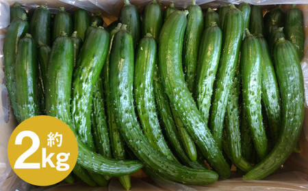 いわてひろファームの「岩手にのへきゅうり」訳アリ・Ｂ品 2kg 【2026年7月中旬から2026年9月下旬発送予定】／訳あり きゅうり キュウリ 胡瓜 野菜 B品 新鮮 採れたて 直送 露地栽培 夏野菜 お取り寄せ 旬 産直 産地直送 二戸市 岩手県 漬物 国産