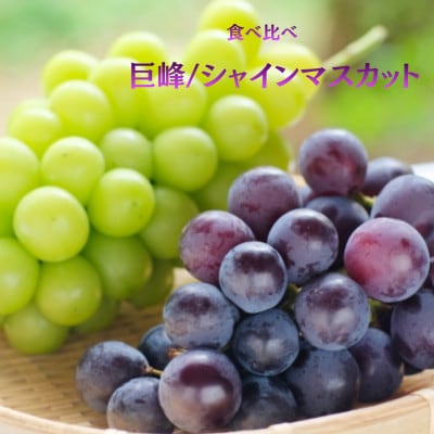 【発送月固定定期便】旬のフルーツ定期便 桃2kg・巨峰/シャイン全2回【配送不可地域：離島・沖縄県】