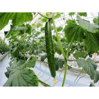 ふるさと納税 須賀川市 福島県須賀川市産【岩瀬キュウリ5kg】産地直送のパリパリ新鮮きゅうり |  | 02