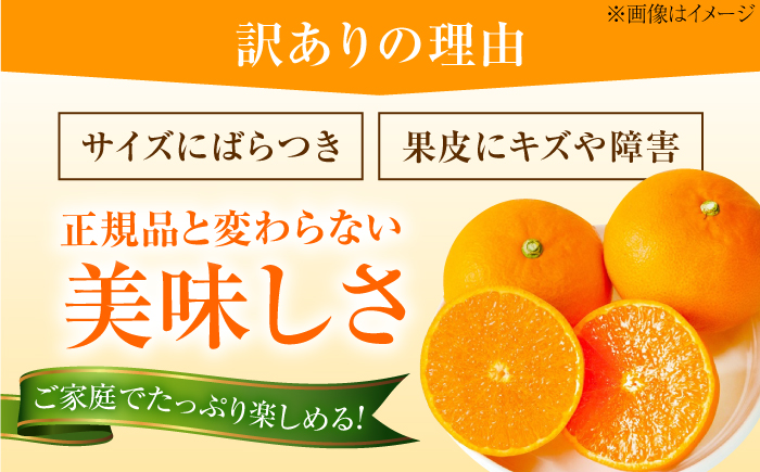 みかん 訳あり 愛果28号 約3kg【12月上旬から2月下旬まで順次発送】 / フルーツ 果物 蜜柑 ミカン オレンジ 訳あり 訳アリ 小玉 甘い 先行予約 約3kg 愛媛 / 愛媛県砥部町/西岡さん