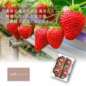 まりひめいちご4パック　人気の食べやすいひと口サイズ(1パック15～20粒入)こだわり農家厳選!【配送不可地域：離島】【1622451】