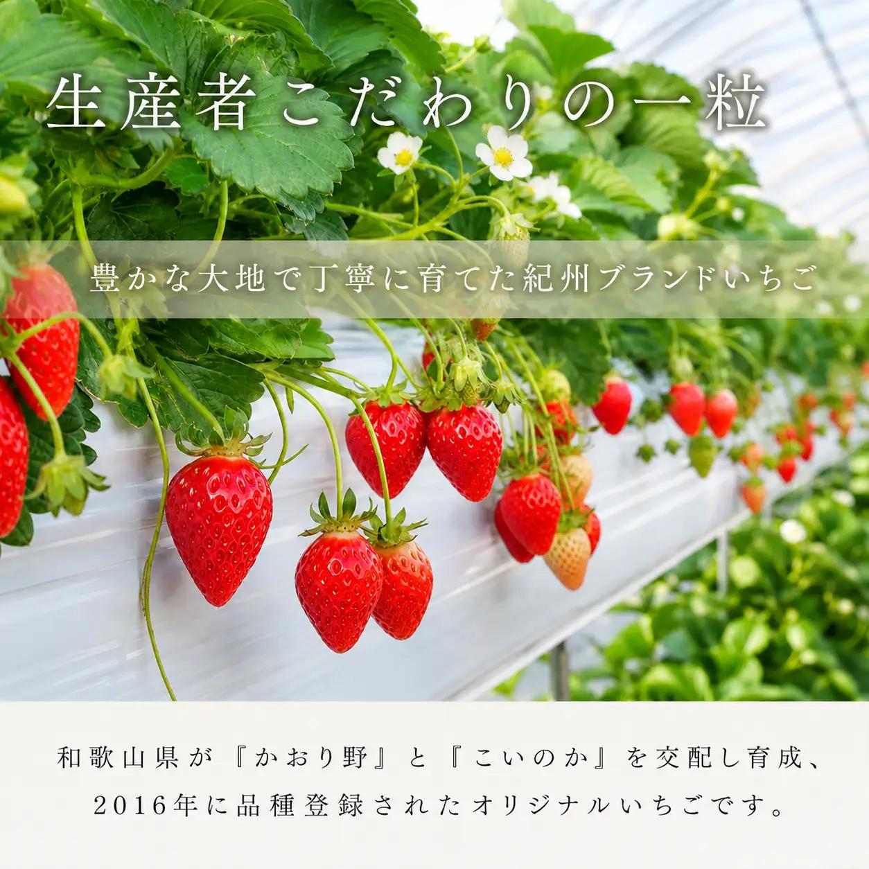 【来シーズン先行予約】紀州和歌山ブランドいちご「紀の香」約250g×4P※2027年1月～2027年3月頃順次発送（お届け日指定不可）【uot868】