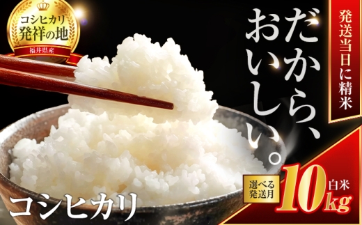 【10月発送】小浜市産コシヒカリ 精米 10kg 若狭の自然が育てたごはん 国産米 福井県 / 白米  地域密着 米問屋 小浜市 / 梅田東米穀店 [BFEK011]