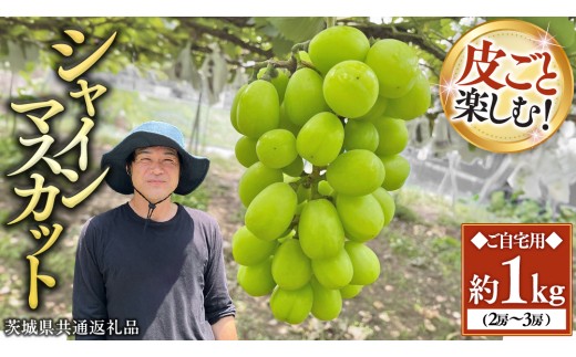 【先行予約】シャインマスカット 約1kg (茨城県共通返礼品/かすみがうら市)マスカット 葡萄 ぶどう ブドウ 歯ごたえ 甘み 香り 鈴木農園 [ED005sa]