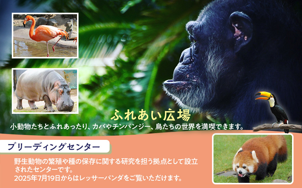 白浜町ふるさと納税 アドベンチャーワールド入園引換券 子どもチケット（18歳未満） 1枚