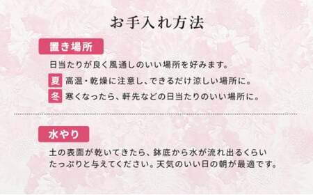 【全4回定期便】 花 ウェルカム レンゲローズ リング  オンライン決済限定 花 花