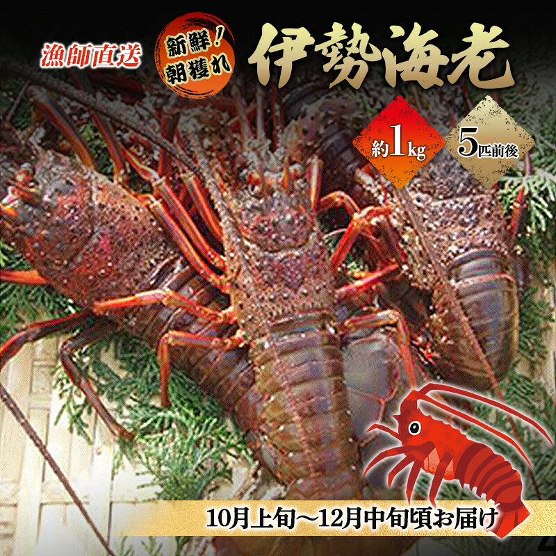 【ふるさと納税】刺身 冷蔵 漁師直送 1kg 朝獲れ 活伊勢海老 伊勢エビ 伊豆今井浜 鬼殻焼き ボイル 味噌汁 産地直送 静岡県河津町 新鮮　お届け：2026年10月上旬～12月中旬