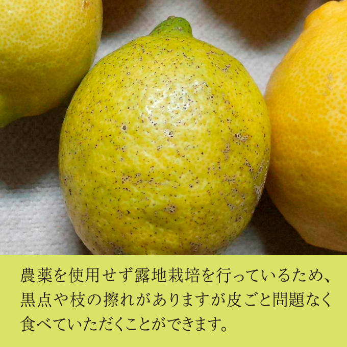 【先行予約】レモン 卵 平飼い有精卵 「島たまご」 10個＋2個（保障付）と 栽培中農薬・除草剤不使用 旬のレモン 約3kg【2025年4月以降発送】 ≪ 白須ファーム ≫ 広島 三原 佐木島 鷺島み