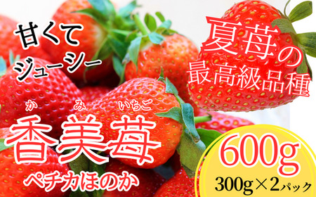 【夏イチゴの最高級品種 ペチカほのか 300g（12～24粒）2パック】7月から発送予定 香美町で育てた香美苺 いちご イチゴ 兵庫県 香美町村岡 ユースランド 19000円 18-06