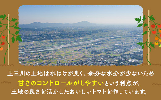 ぜいたくトマト 約1.7kg | 国産 栃木県上三川町産 野菜 甘い 濃厚 トマト とまと ぜいたくトマト 数量限定 送料無料 ※トマトが苦手な方でも是非お試しになってみて下さい！