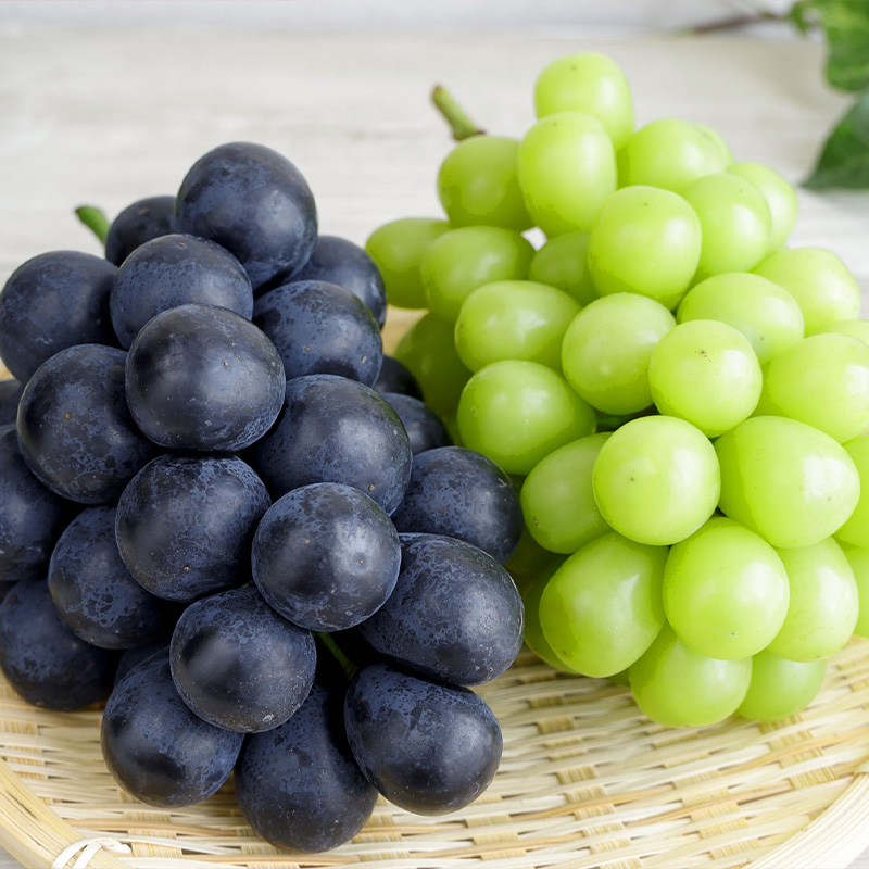 【定期便3回】ぶどう5種の癒し便【令和8年産先行予約】FS24-791