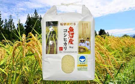 令和7年産 森山農園 特別栽培米 魚沼産コシヒカリ（新潟県認証）10kg（5kg×2） お米 
