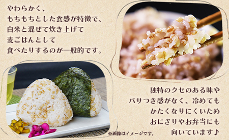 もち麦（ダイシモチ） 合計2.7kg - 香南市産 食物繊維 ミネラル 豊富 のし もち麦 国産 特産品 yr-0020