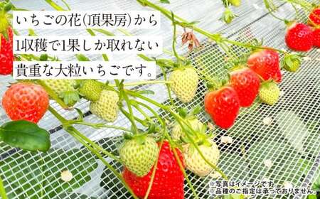 『まるでお姫様のような高級大粒いちご』 大粒いちご 250g×2パック 約500g 1箱 （ゆうべにまたは恋みのり） 熊本県産 【2026年1月下旬発送開始】 フルーツ くだもの 果物 イチゴ 苺 い