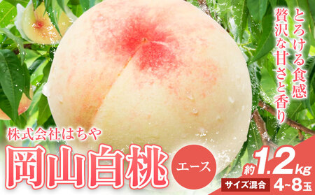 【先行予約】岡山白桃 等級 エース 約1.2kg《7月上旬‐8月下旬頃出荷》岡山県 浅口市 株式会社 はちや フルーツ モモ【配送不可地あり】