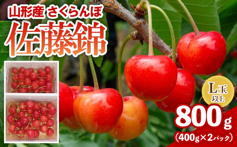 
                  さくらんぼ(佐藤錦) 800g L以上 FY26-076
                