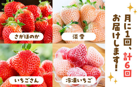 【先行予約】【6回定期便】プレミアム！ いちご食べ比べ /  いちご イチゴ 苺 いちご イチゴ いちご いちご [IAP023]