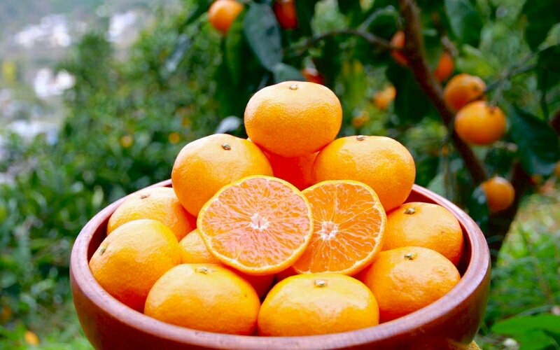 【ふるさと納税】【先行予約】完熟早生みかん　宮川早生 1kgとドライフルーツのセット ※2026年12月から順次発送予定※ / 和歌山県 ミカン フルーツ 果物 柑橘 田辺市