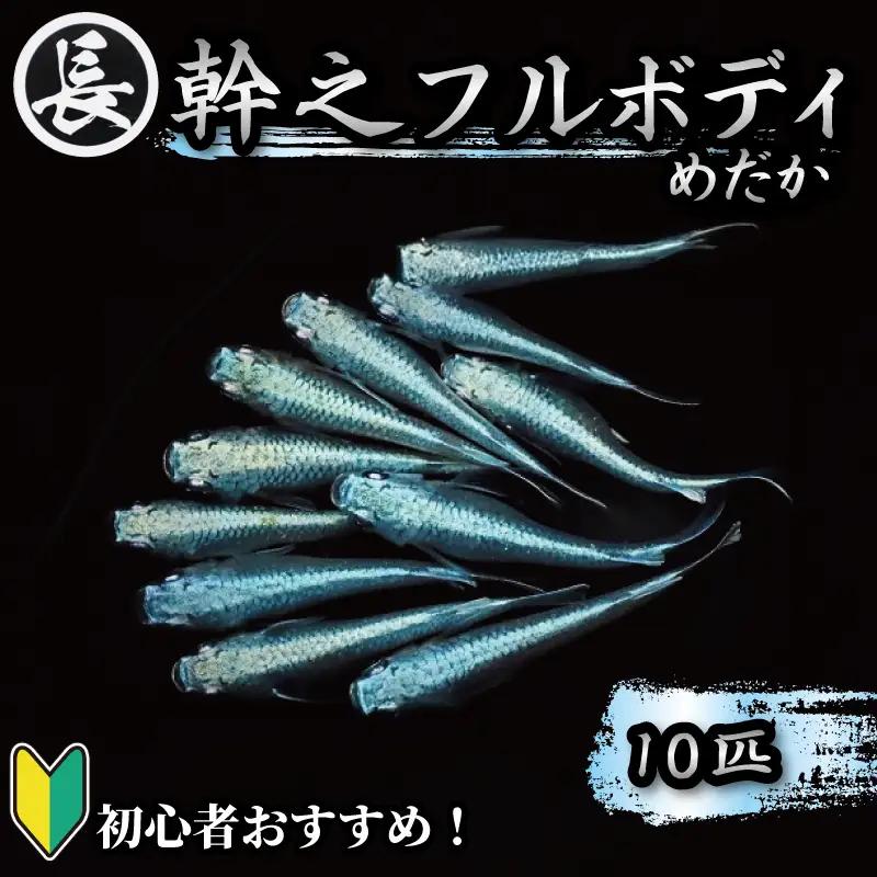 【メダカ】 幹之フルボディ 10匹  めだか 