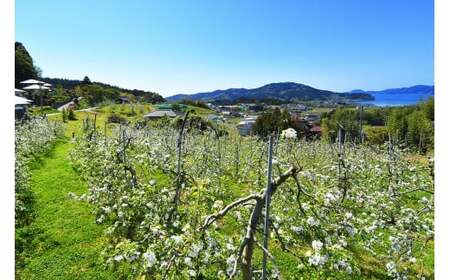 ★りんごの王様★ サンふじ入り食べ比べBOX ( 家庭用 小玉) 8個入り 先行予約  【 りんご リンゴ 林檎 産地直送 訳あり セット 詰め合わせ ギフト 】 RT3026