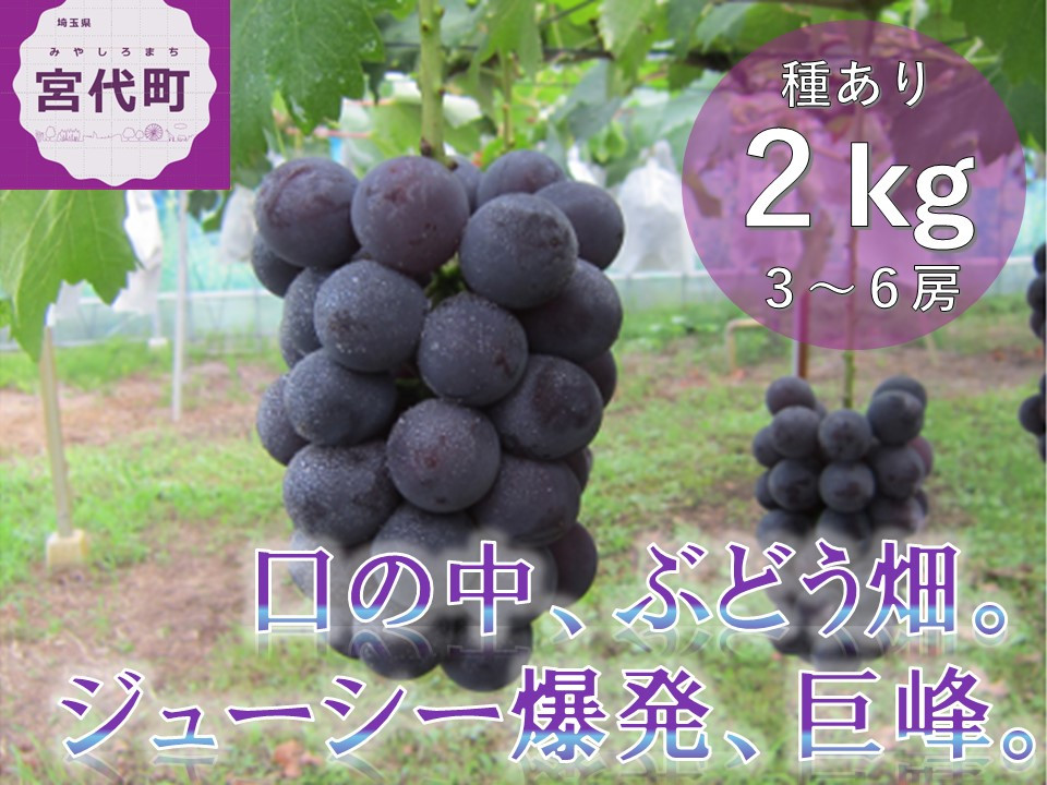 
            巨峰2kgセット
          