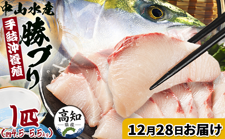 ブリ 【12月28日お届け】中山水産 手結沖養殖「勝ブリ」 1匹(5kg～6kg) - 一尾まるごと 魚 ぶり 鰤 寒ブリ 海鮮 鮮魚 魚介類 ギフト 贈答 お祝い 御祝 刺身 煮物 焼き魚 照り焼き ぶりしゃぶ 一尾 たたき 1本 キロ 産地直送 buri 高知県 香南市 冷蔵 ny-0019