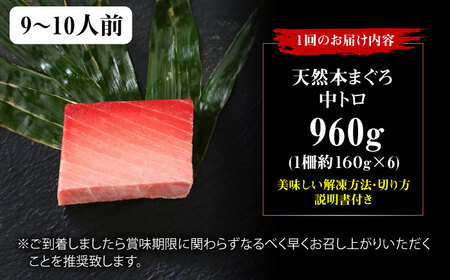 【全3回定期便】たね熟天然本まぐろ中トロ(960g)[AOCE037]マグロ