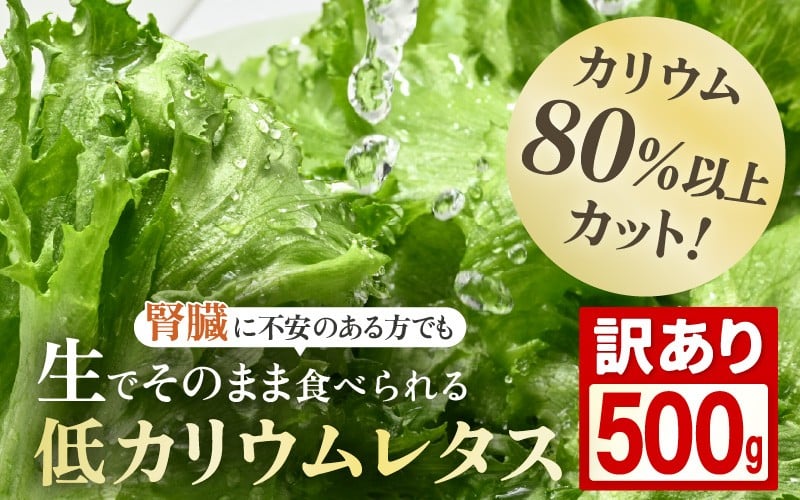 
                  【訳あり】不揃い【機能性×美味しさ】低カリウム水耕レタス JOIA（ジョイア） 500g×1袋（栽培期間中農薬不使用・洗わず食べられる） 【野菜 生野菜 レタス サラダ お弁当 水耕栽培 洗わず食べられる 時短 付け合わせ】[m40-a023]
                
