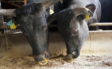 小豆島オリーブ牛ロースすき焼き＜400g＞