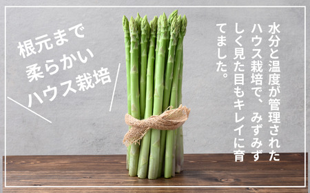 アスパラガス 朝採れ！新鮮！グリーンアスパラ 1kg | アスパラガス アスパラガス アスパラガス アスパラガス アスパラガス