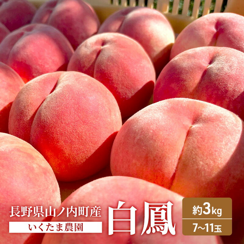 【ふるさと納税】桃 先行予約 白鳳 約 3kg フルーツ 果物 夏 旬 旬の果物 旬のフルーツ 2026年 8月発送　お届け：2026年8月上旬～中旬まで