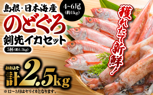 9月以降発送 鮮魚セットB のどぐろ イカ 島根 山陰 日本海産