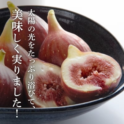 
            静岡県掛川産　ミズノ農園の完熟いちじく＜桝井ドーフィン＞DXパック 500g×2パック【1645924】
          