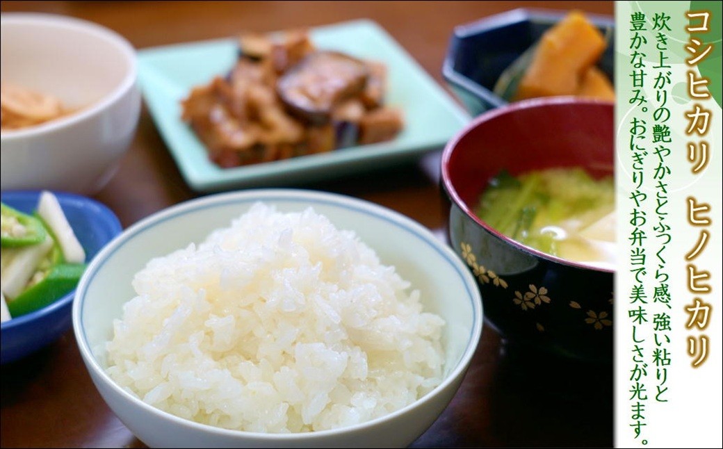
                  【 令和8年産米 】須藤邦寿園の白米 コシヒカリ又はヒノヒカリ 5kg ( 米 コメ お米 コシヒカリ ヒノヒカリ 5kg 5キロ 甘い 甘み 粘り 精米 国産 送料無料 )【186-0004】
                