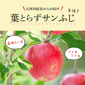 りんご　【2025年12月後半発送】【訳あり】葉とらずりんご 約10kg サンふじ 葉とらず 青森りんご サンふじりんご
