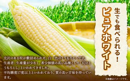 【先行予約】北海道産ピュアホワイト・露地とうもろこし　計12本 2024年8月下旬から発送開始予定