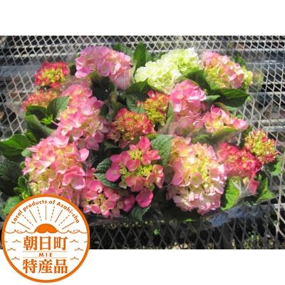 ふるさと納税 朝日町 あじさい詰め合わせ4号鉢×11鉢入(5〜6品種)