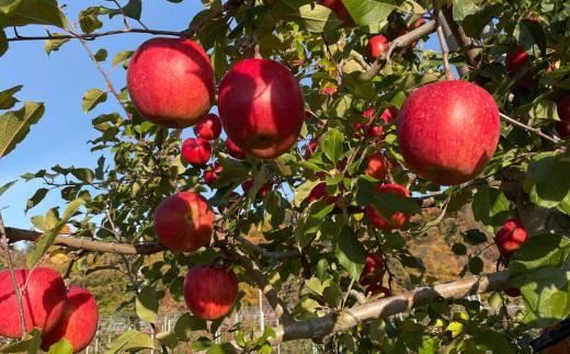＜2025年12月上旬よりお届け＞北海道壮瞥町　りんご　品種名「サンふじ」8～10玉約3kg SBTF006