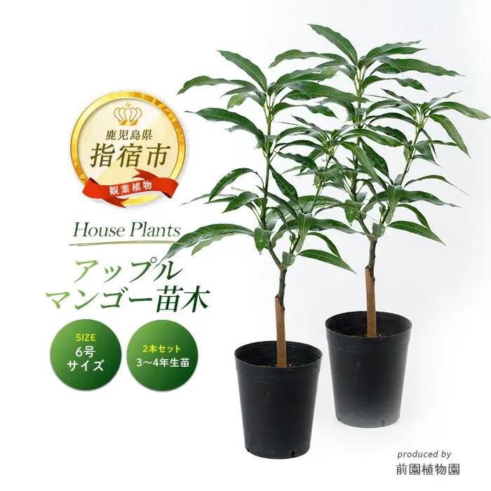 【観葉植物】アップルマンゴー 苗木2本セット 6号ポット 前園植物園 IB002-006 観葉植物 ※北海道・沖縄・離島配送不可