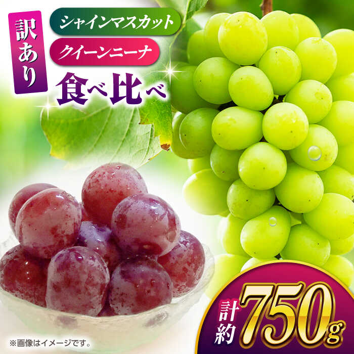 【ふるさと納税】【2026年発送先行予約】【訳あり】食べ比べセット 約750g（シャインマスカット 1房 & クイーンニーナ 切り落とし 約300g）【合同会社 社方園】[ZBZ024] ブドウ 葡萄 おすすめ 国産 熊本県 山鹿 果物 フルーツ 人気 ランキング 甘い 果汁 口コミ 送料無料